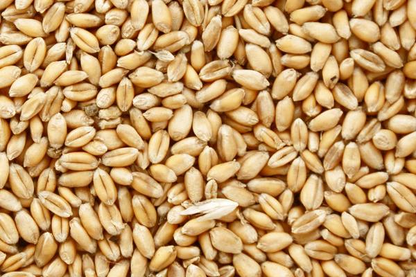 播种前怎么处理小麦种子，需要在土麦场上晾晒1-2天