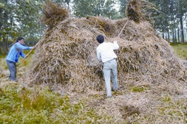 如何利用秸秆制作有机肥，需要充分腐化