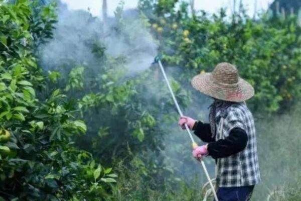 叶枯唑防治什么病害，可有效防治水稻叶枯病、条斑病等