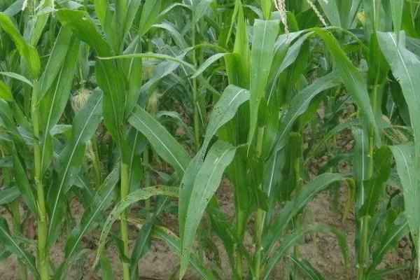 玉米为什么会长叉子，种植密度过小或病虫害都会导致
