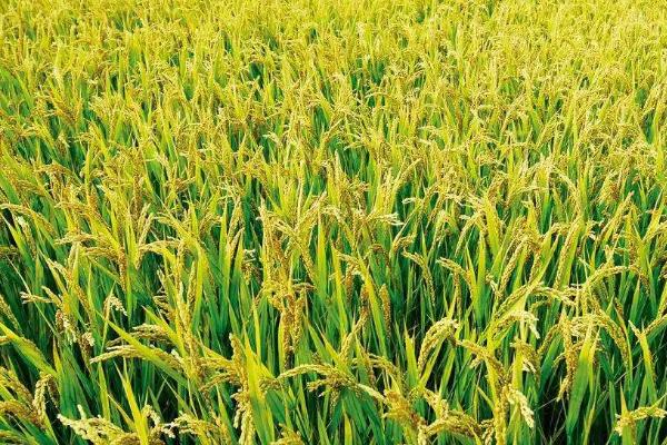 秀秋稻369水稻种子特征特性，全生育期155天
