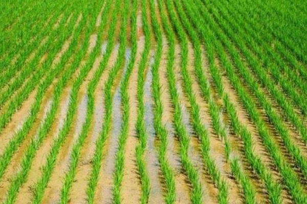 美锋稻331水稻种子特征特性，4月上旬至中旬播种