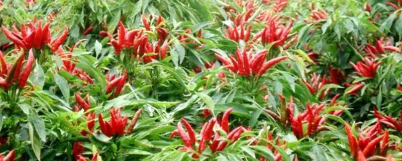 七星椒的种植技术，选择3年以上没有种植过茄科作物的土地种植