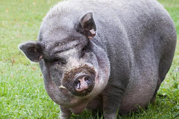 宠物猪的常见品种，常见品种有越南大肚猪、胡利亚尼猪、尤卡坦猪等