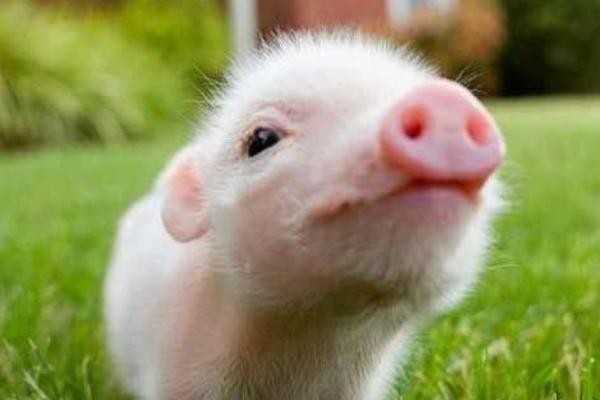 宠物猪的常见品种，常见品种有越南大肚猪、胡利亚尼猪、尤卡坦猪等