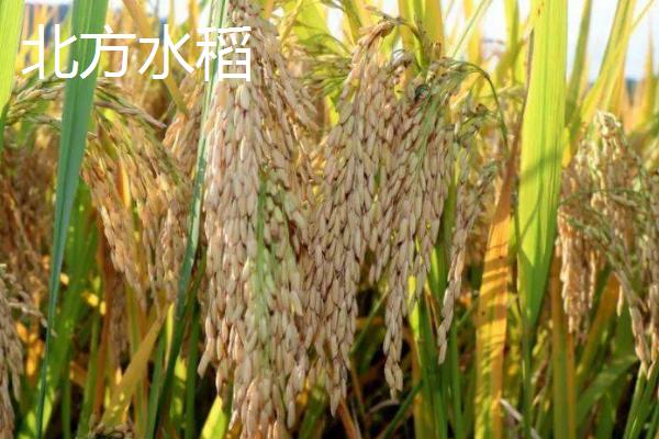 南方水稻播种和收割时间，早稻播种时间4月上中旬