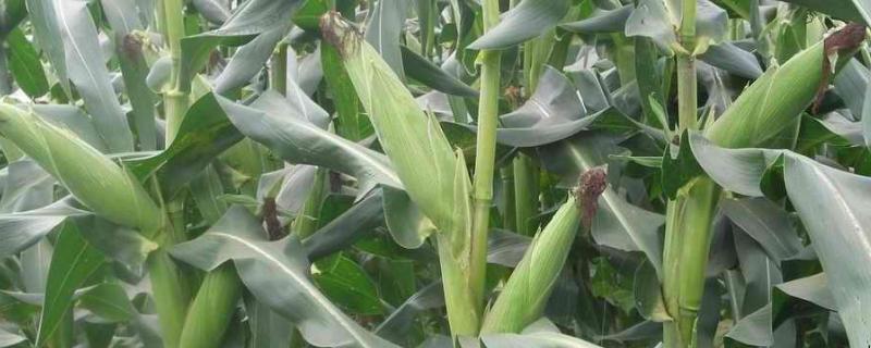 久龙1089玉米种子简介，在适应区5月10日左右播种