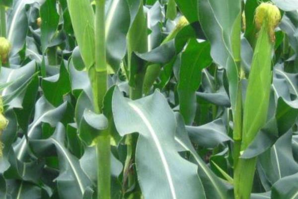 东农276玉米品种的特性，种植密度不宜过大
