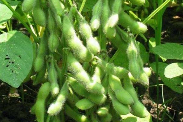 北兴4号大豆种子特点，在适应区5月中旬播种