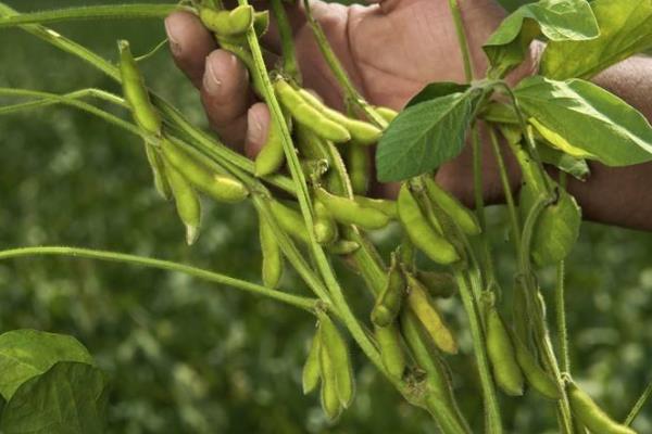 北亿13大豆种子特点，生育期间及时中耕管理