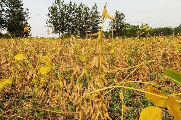 龙垦356大豆种简介，选择中上等肥力地块种植