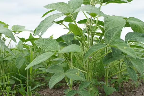 中龙青大豆1号大豆种子特点，选择中上等肥力地块种植