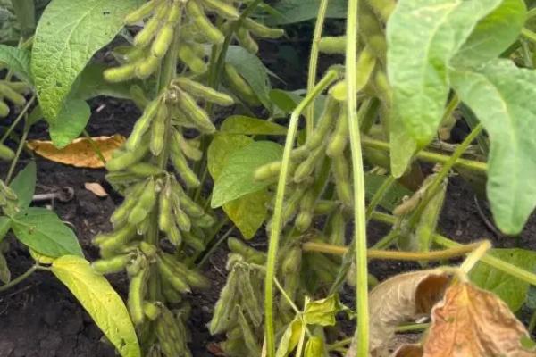 垦科豆17大豆种子简介，防治大豆根腐病