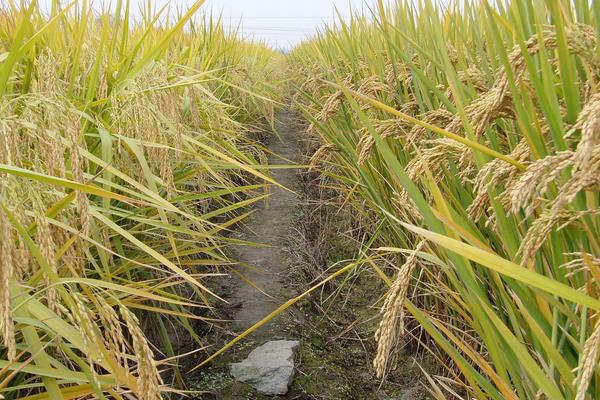 东富301水稻种子特征特性，该品种主茎11片叶