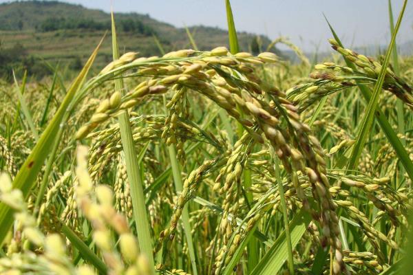 益农稻12号水稻种子介绍，该品种主茎13片叶