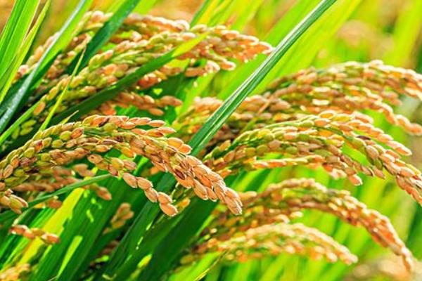 益农稻12号水稻种子介绍，该品种主茎13片叶