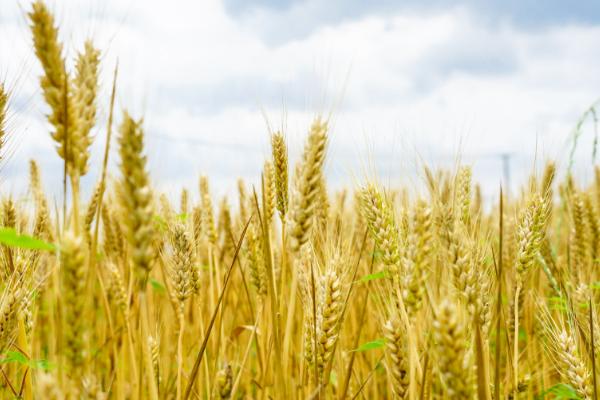 农大3432小麦的特征特性，生育期为252天左右