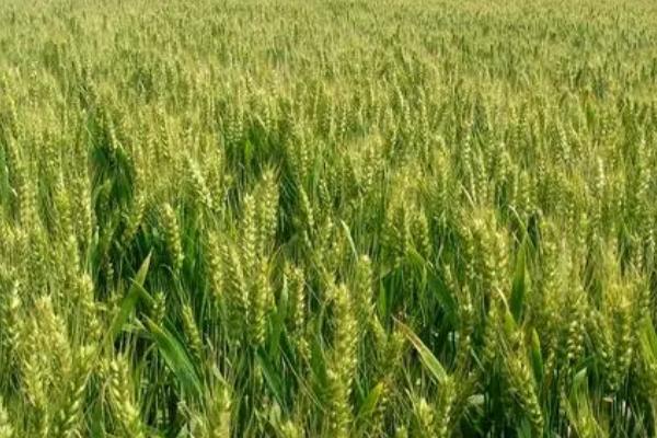 农大3432小麦的特征特性，生育期为252天左右