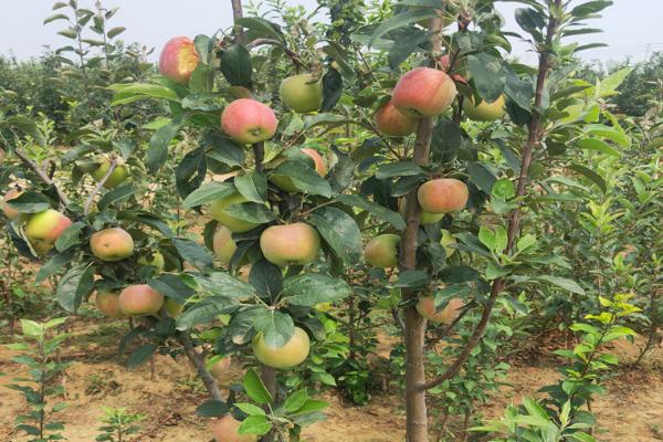 矮化苹果苗的栽培管理方法，最重要的就是枝叶的修剪和整形