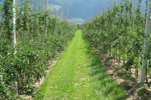矮化苹果苗的栽培管理方法，最重要的就是枝叶的修剪和整形