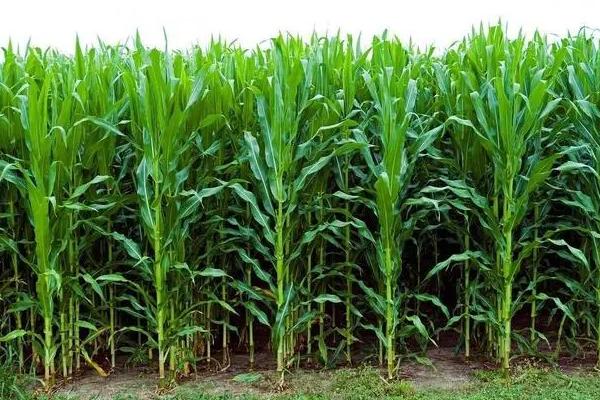 禾丰183玉米种子特征特性，种植密度每亩4500株