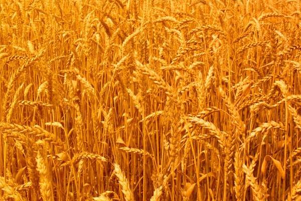 中梁41号小麦种子介绍，适宜播种期9月20日～28日