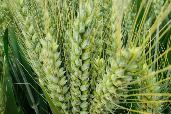 中梁41号小麦种子介绍，适宜播种期9月20日～28日