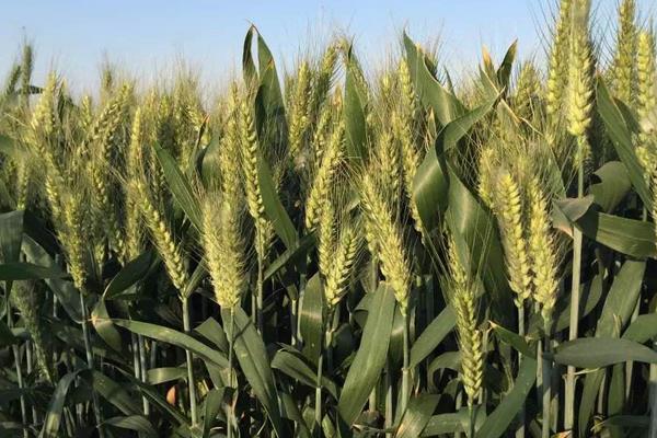中鲁麦13号小麦种子介绍，超过适宜播期的晚播田