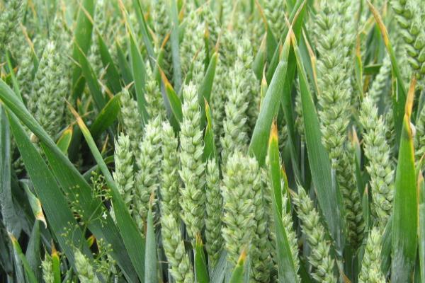 中鲁麦13号小麦种子介绍，超过适宜播期的晚播田