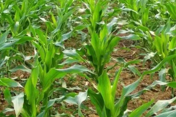 兴辉667玉米种子介绍，新疆亩种植密度6000株