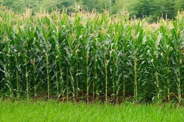 兴辉667玉米种子介绍，新疆亩种植密度6000株