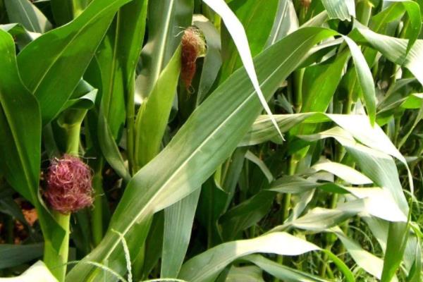 玉丰820玉米品种简介，注意防治瘤黑粉病和穗腐病