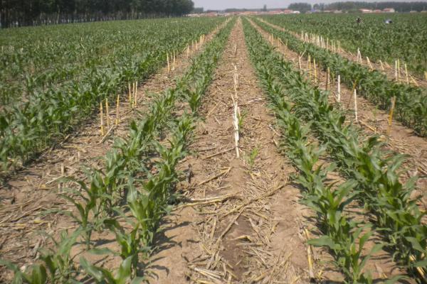 昊创706玉米种子特点，5月下旬至6月中上旬播种