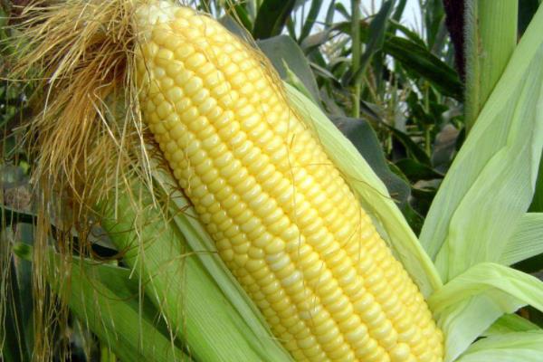 国瑞686玉米种简介，播种期