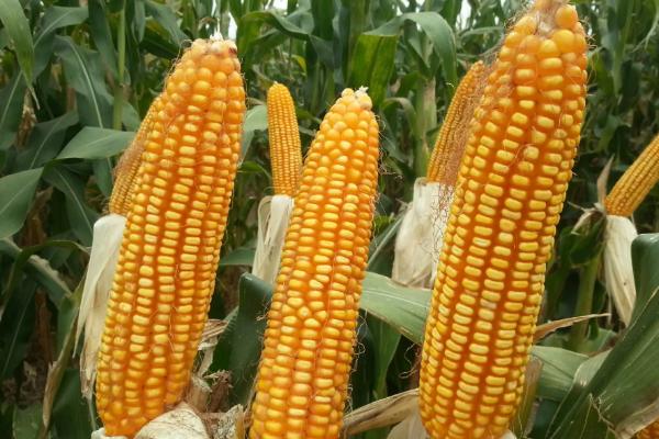 禾汇397玉米品种简介，播种期4月下旬至5月上旬