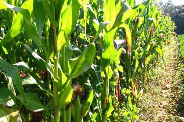 德科882玉米品种的特性，每亩种植密度4500株左右