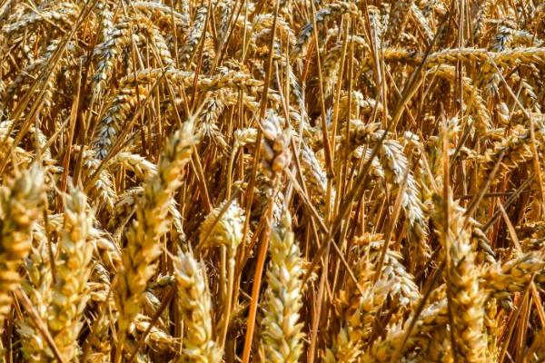 雨水多对小麦的影响，会直接影响到产量