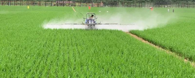 恶唑氰氟能除什么草，主要防除水稻田中的千金子、稗草、马唐、牛筋草等