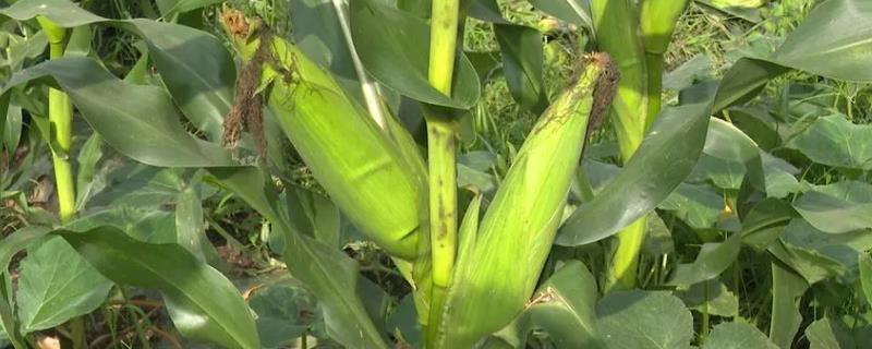 12月可以种玉米吗，需根据当地气温调整冬玉米播种时间