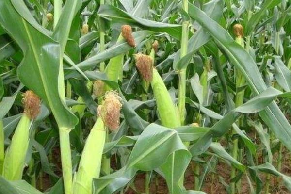 科沃0928玉米品种简介，适宜播期4月下旬至5月中上旬