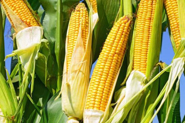 科沃0928玉米品种简介，适宜播期4月下旬至5月中上旬