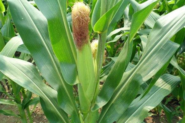 巍德709玉米品种简介，适宜播期4月下旬至5月上旬