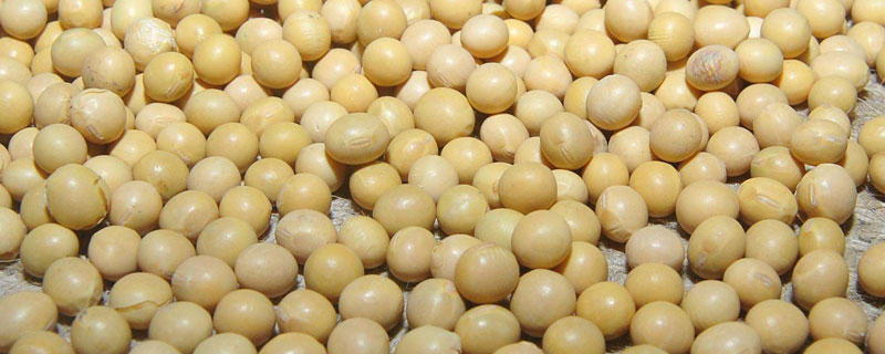 晋科23号大豆品种简介，适宜播期4月下旬至5月上旬