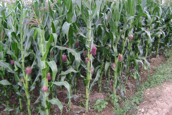 垦沃6339玉米种子介绍，根据当地气候条件适时播种