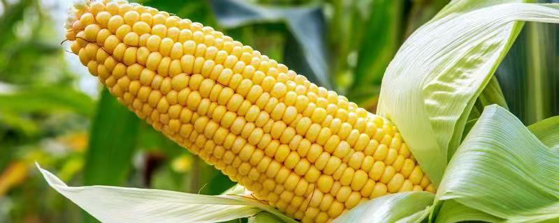 必奥1305玉米种子特征特性，适宜播期4月下旬至5月上旬