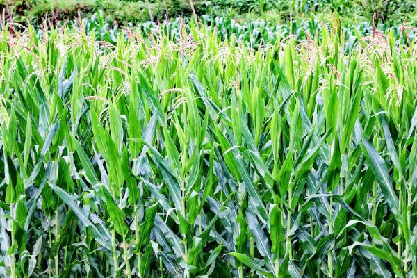 中科玉505R玉米种简介，播种密度4500株/亩