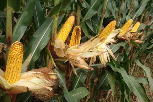 金昊82玉米种子简介，3月上旬至4月中旬播种