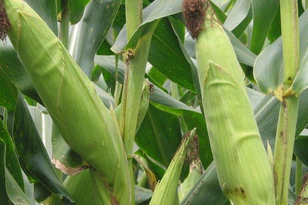 五谷168玉米种简介，播种时施足底肥