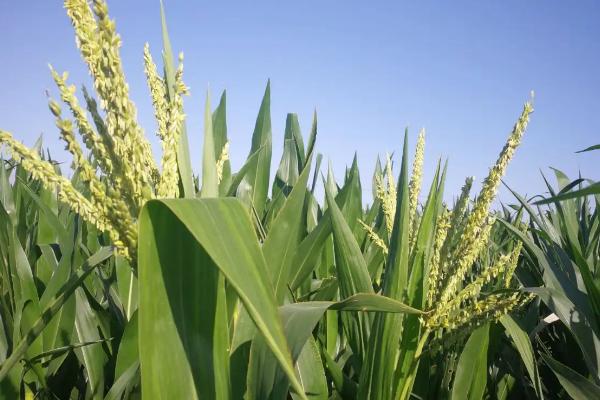宏硕788玉米种子介绍，每亩底施复合肥20千克