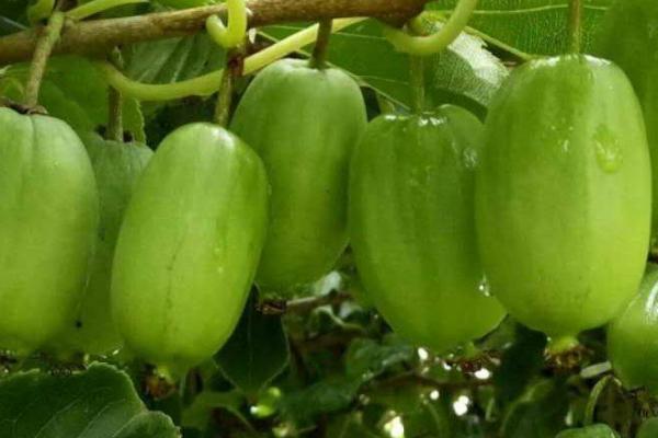 软枣猕猴桃生长几年才能结果，种植第4-5年通常会进入盛果期